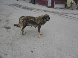 A stray dog in Kargil Town.