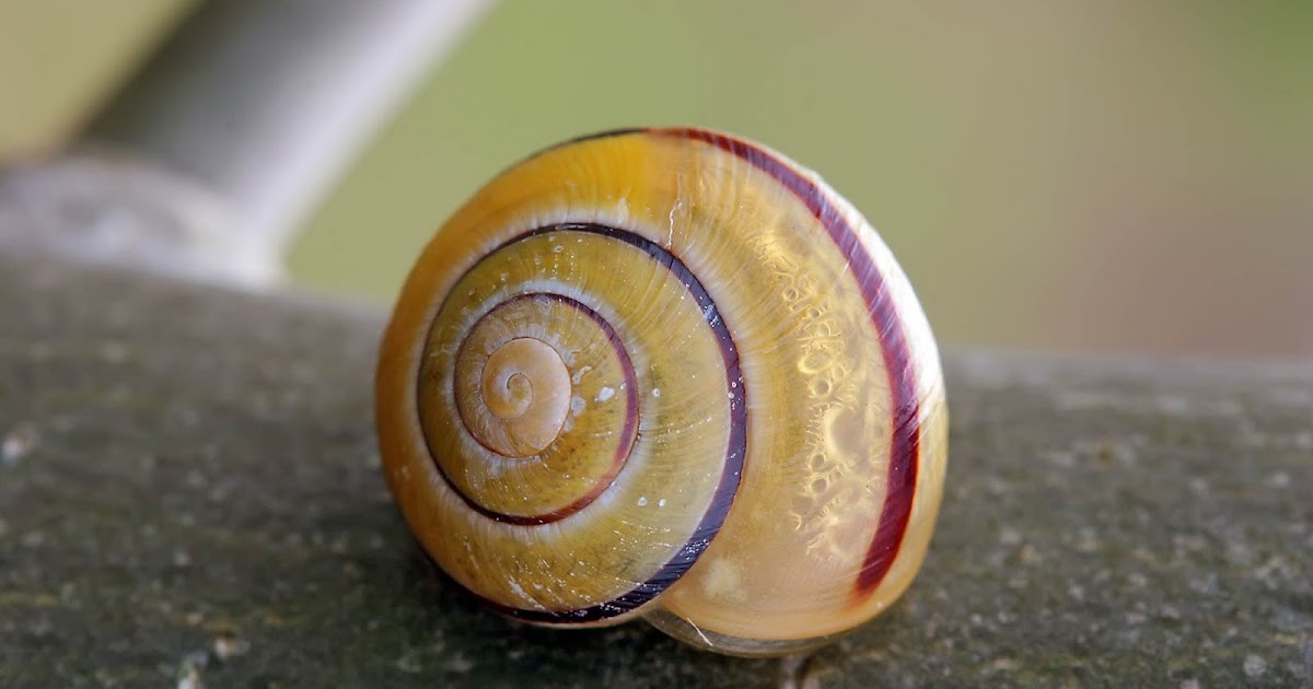 Wallpaper Sea: snail wallpaper