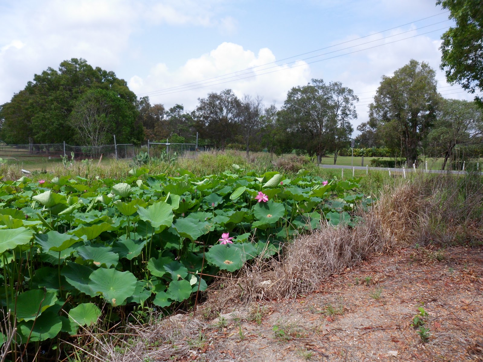 Lotus Flower growing locally