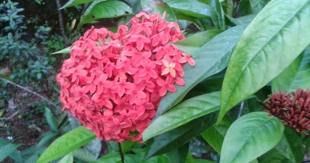 Thechi/Chethi Flower ( Ixora Coccinea ),The