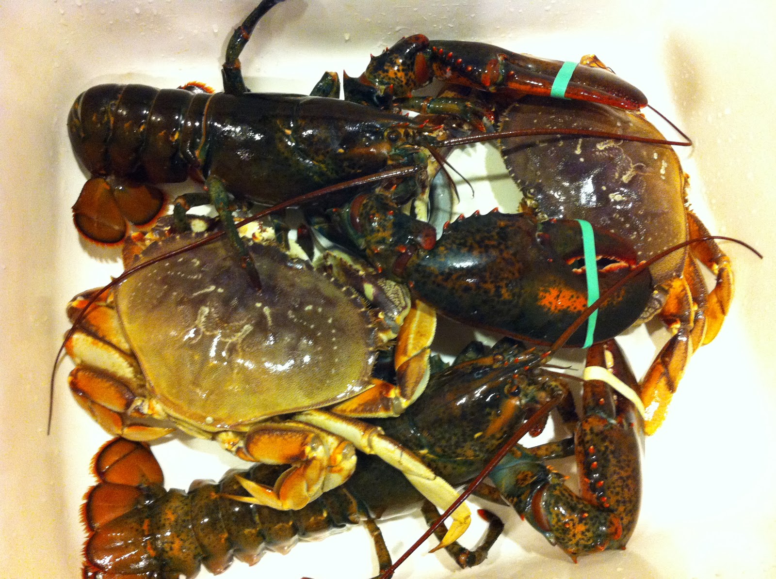 Food Sparks A Christmas Feast of Crabs and Lobsters