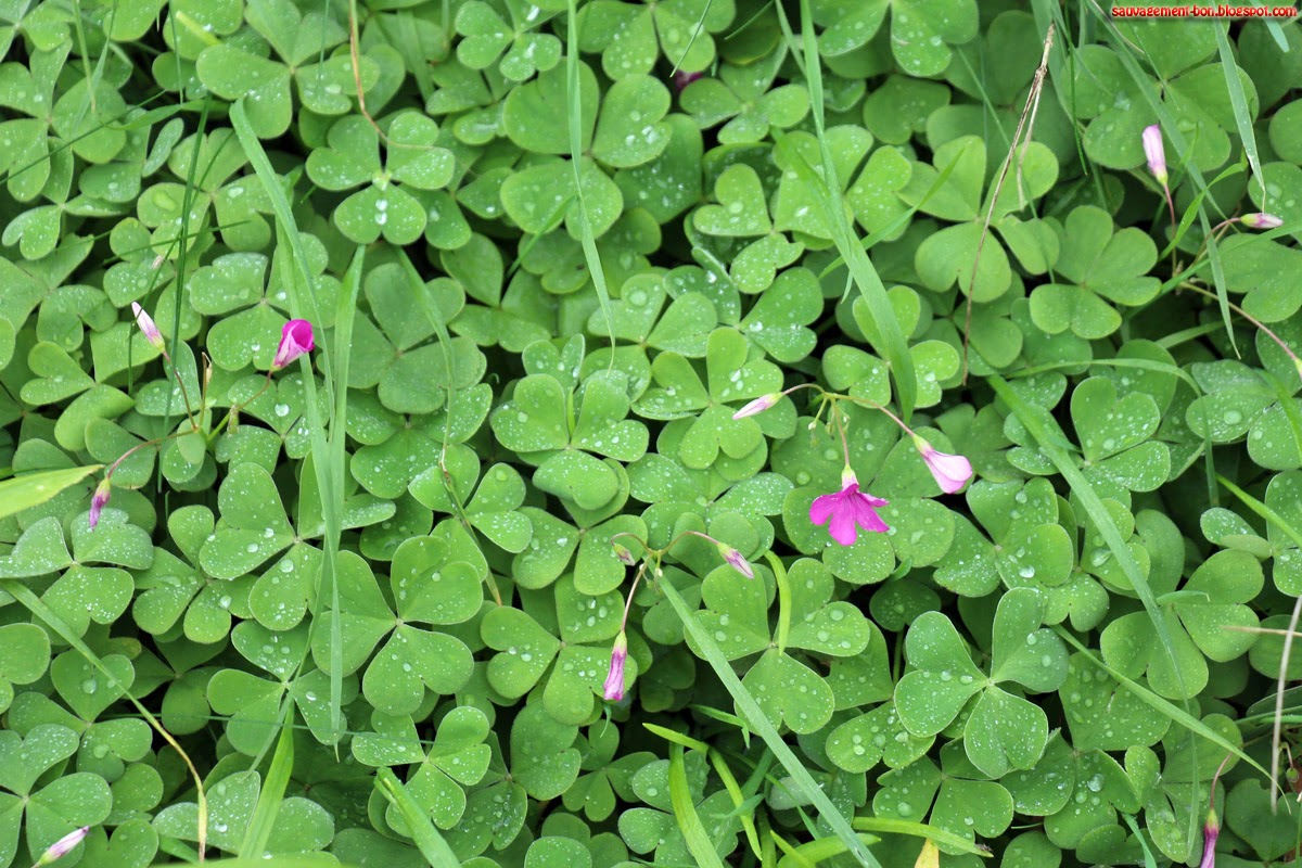 Oxalis Comestible Recette Sauvagement Bon Trois Coeurs Acidules
