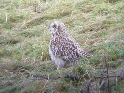 Short-eared Owl