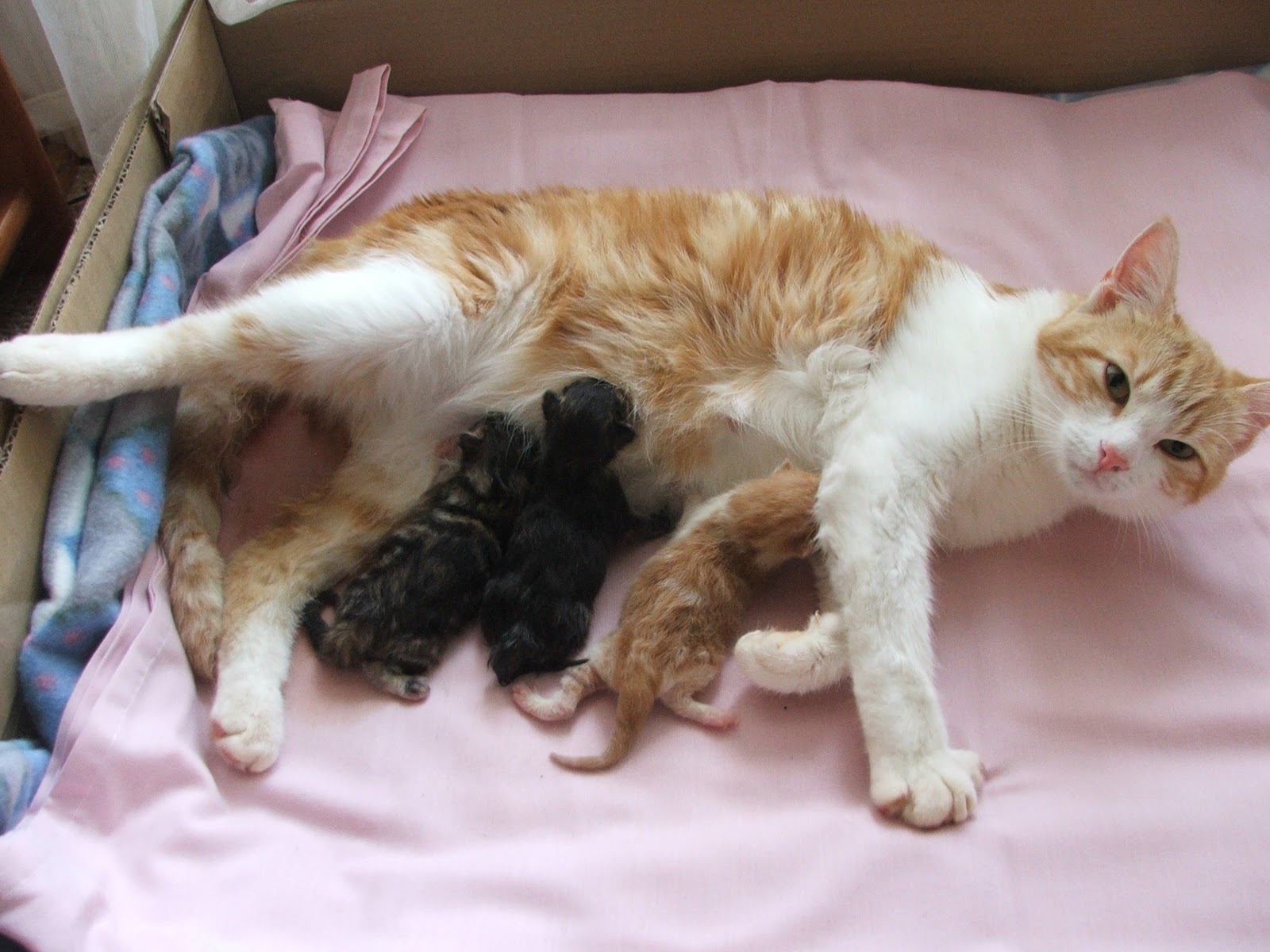 She Really Is A Good Mommy Cat And We Are Very Proud Of Her Praise Our God For The Blessing Pets Lessons All Learned Through This
