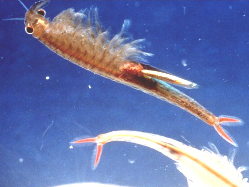 [Image: vernal_pool_fairy_shrimp.jpg]