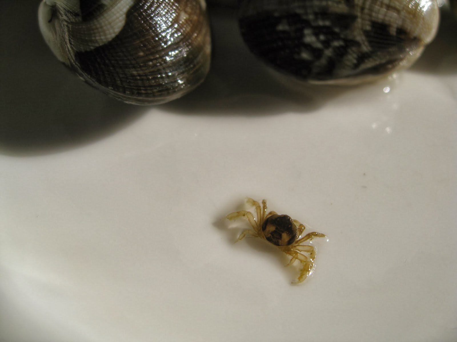 生きる歓び By J C オカザワ 第725話 クラブが出て来てこんにちは その２