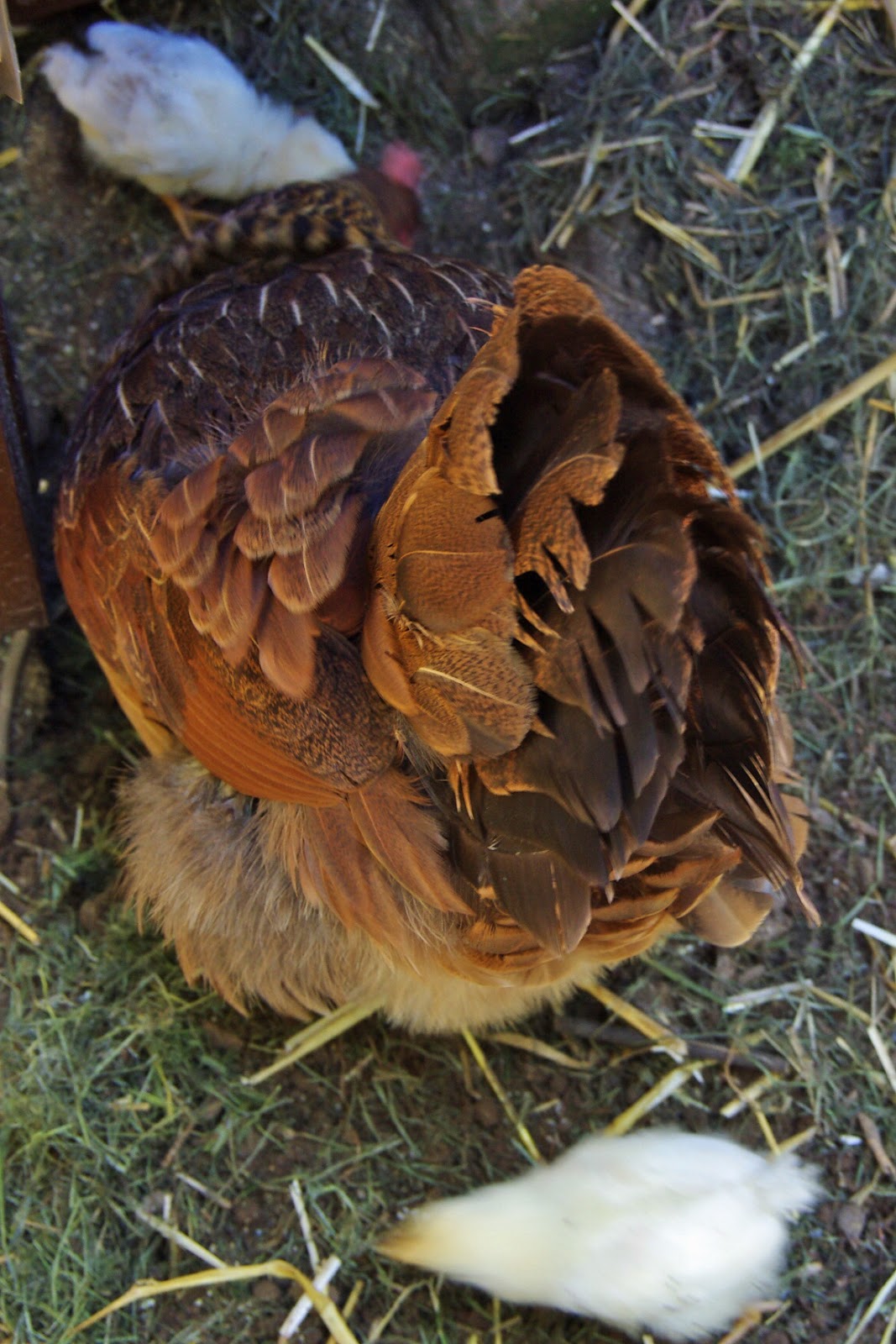 Incubator vs. Broody Hen Community Chickens
