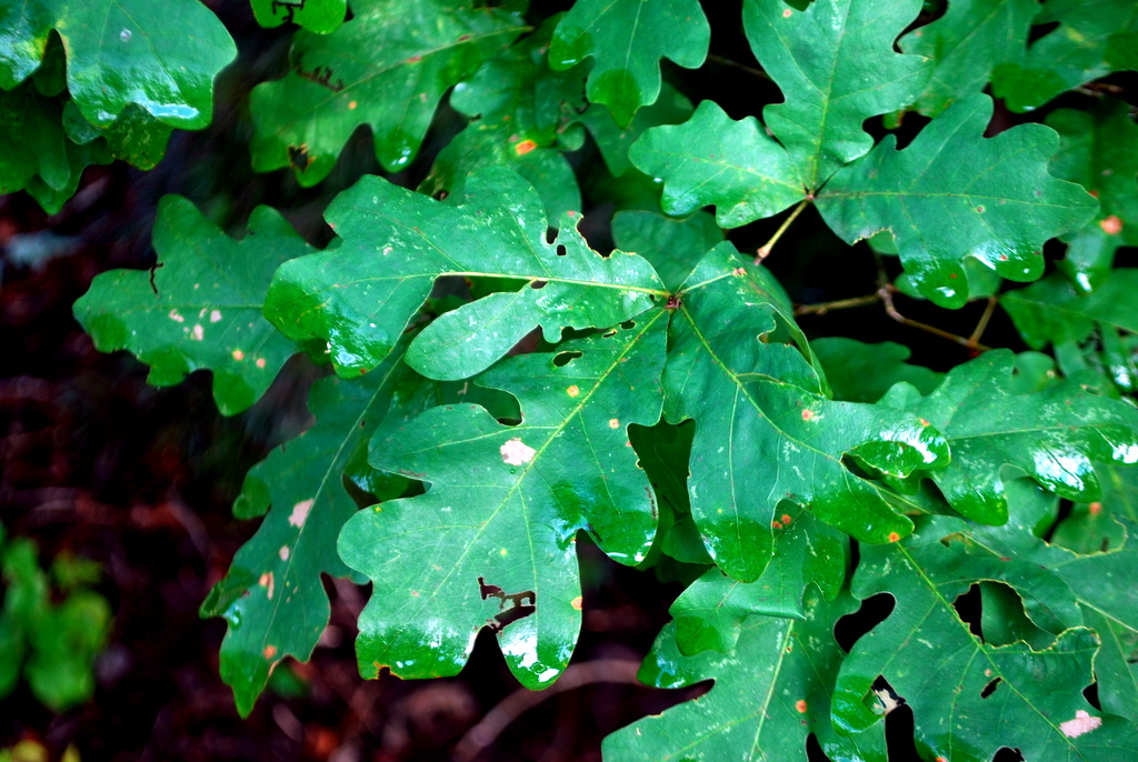 Southern Meadows Forestry 101 Tree Identification Using Leaves