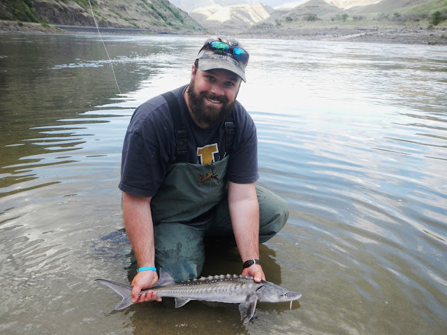 Juvenile white sturgeon