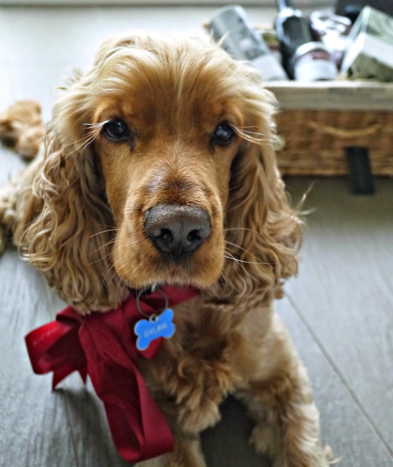 cocker spaniel christmas bow
