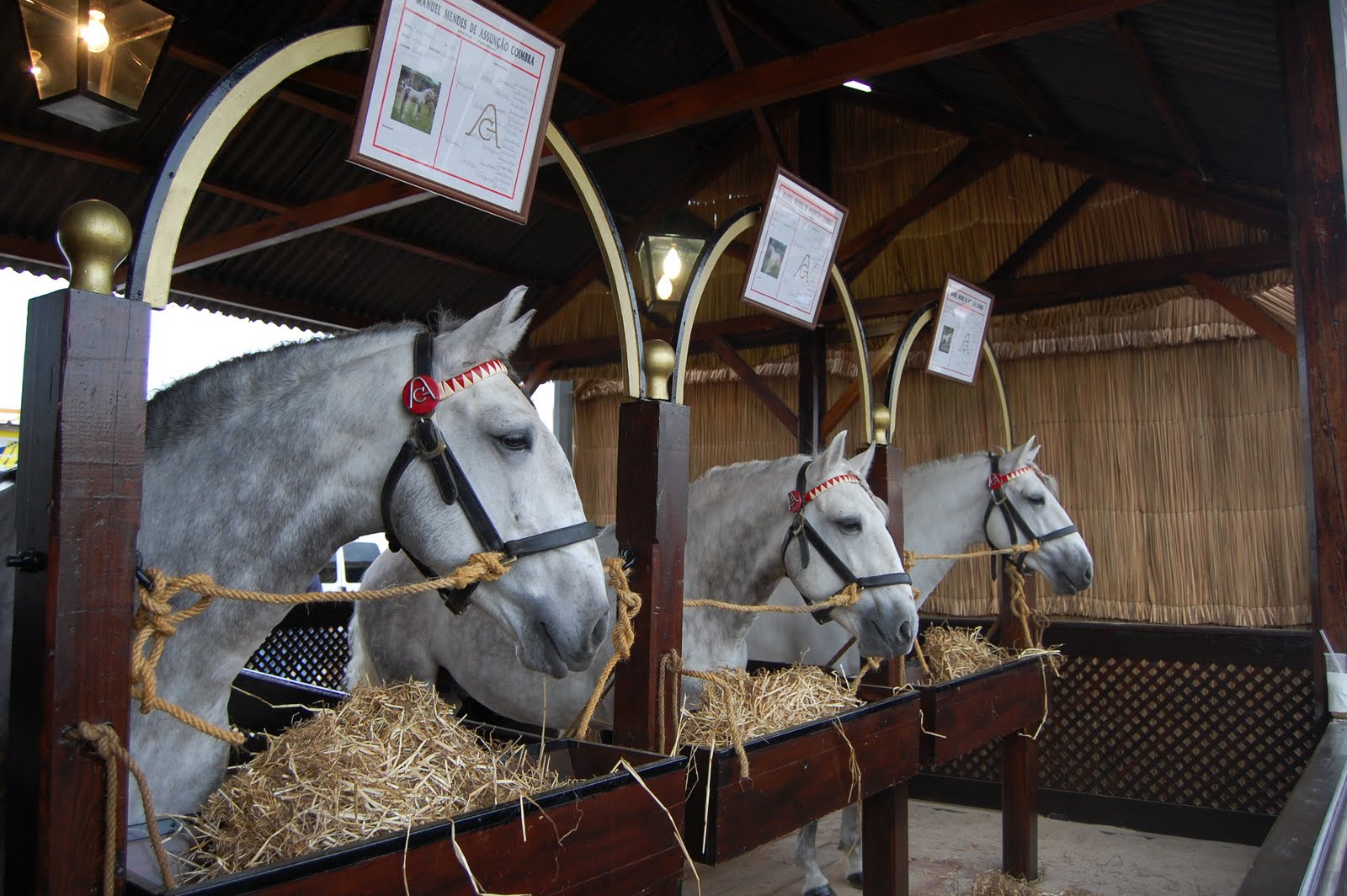 "Tweedland" The Gentlemen's club The traditional Portuguese riding