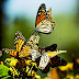 Llegaron menos mariposas monarca a Michoacán