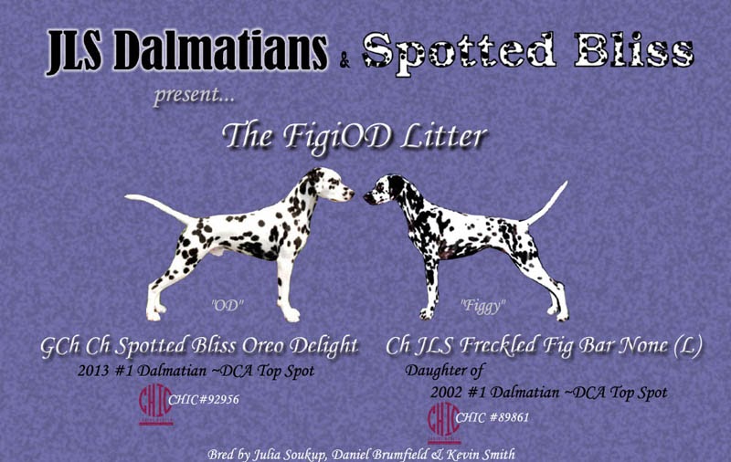 JLS Dalmatian Puppies: FigiOD Litter