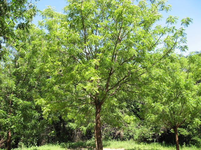 NIm Indiano a Planta Santa