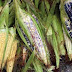 Greenpeace pide mantener suspensión de siembra de maíz transgénico en México 