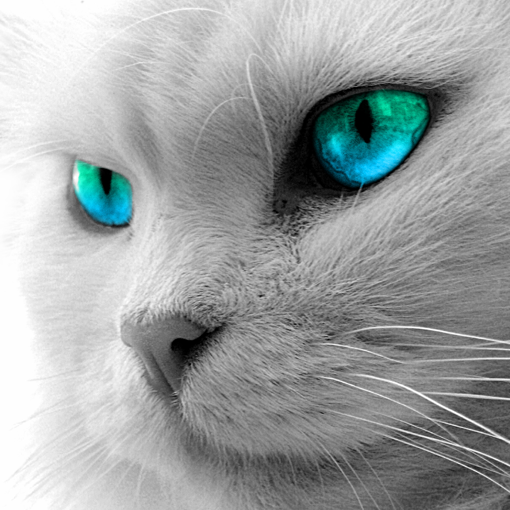 http://2.bp.blogspot.com/-QIdvSWgiOdg/Ts2aEK8S-JI/AAAAAAAAA1o/0Hw3w2ResGk/s1600/blue-eyed-cat.jpg