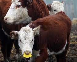 Calf+Weaner ... calf weaner (although Mama Cow might have a different opinion