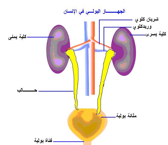 وظائف الجهاز البولي