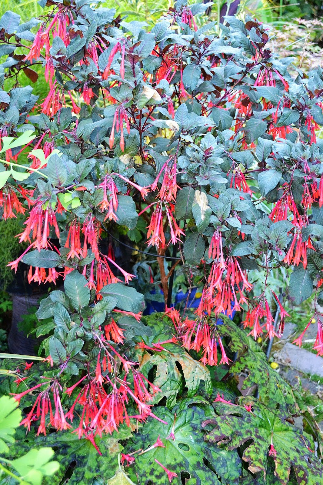 The Outlaw Gardener Hardy Fuchsias, my favorite plant in
