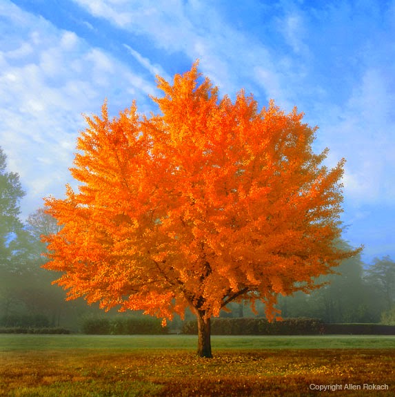 Factory Direct Remodeling of Atlanta: 10 Best Trees for Brilliant Fall