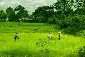 Myanmar Farmer