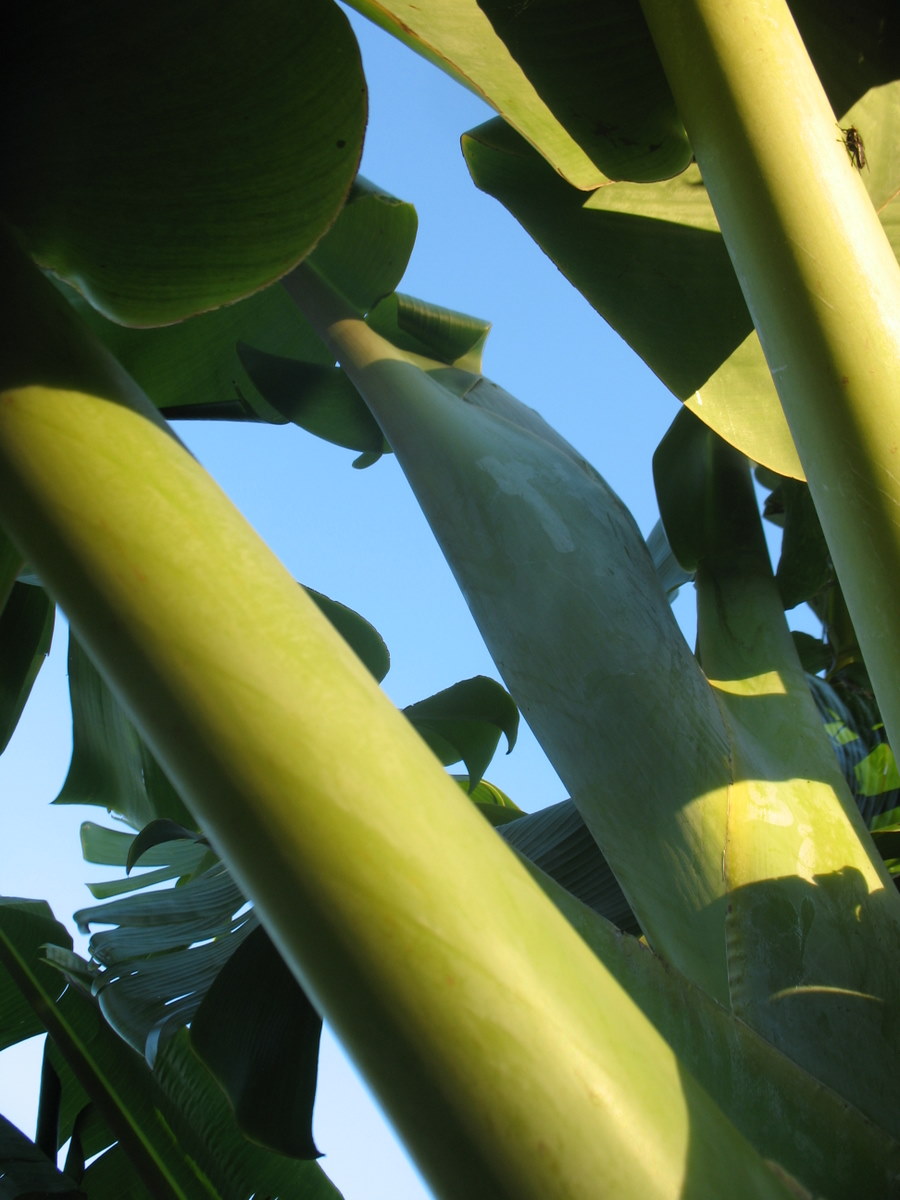 Sustainaburbia Pregnant bananas