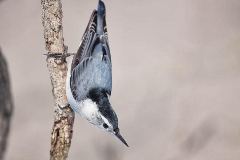 Wild birds unlimited, Wild birds, Bird