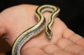 an analysis of interesting facts and features about snakes Interesting and fun facts about anaconda anacondas are of four different kinds: green anaconda the green anaconda is the largest snake in the world. an analysis of interesting facts and features about snakes Interesting and fun facts about anaconda anacondas are of four different kinds: green anaconda the green anaconda is the largest snake in the world.