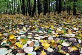 [Obrazek: jesienne+li%C5%9Bcie.gif]