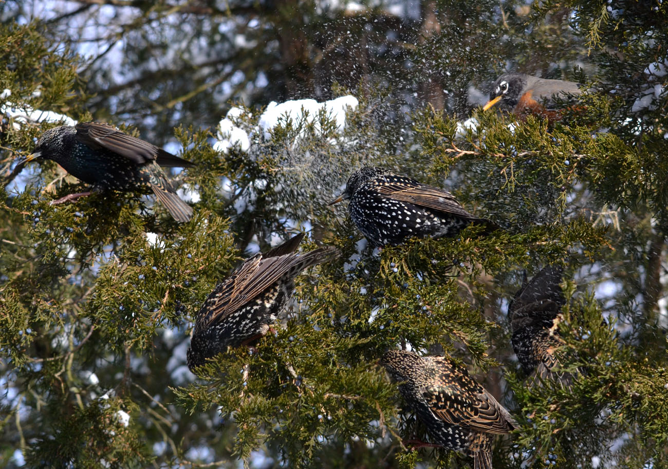 Woods Walks and Wildlife Beautiful Starlings??