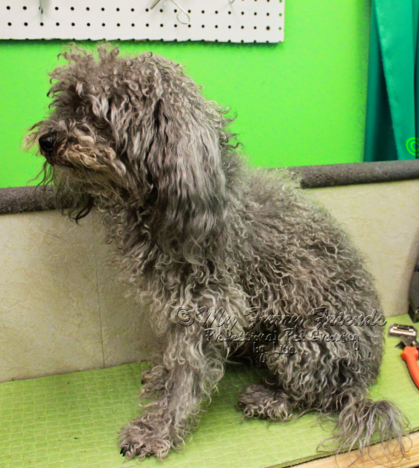 Pet Grooming The Good The Bad The Furry Just Can T Do It