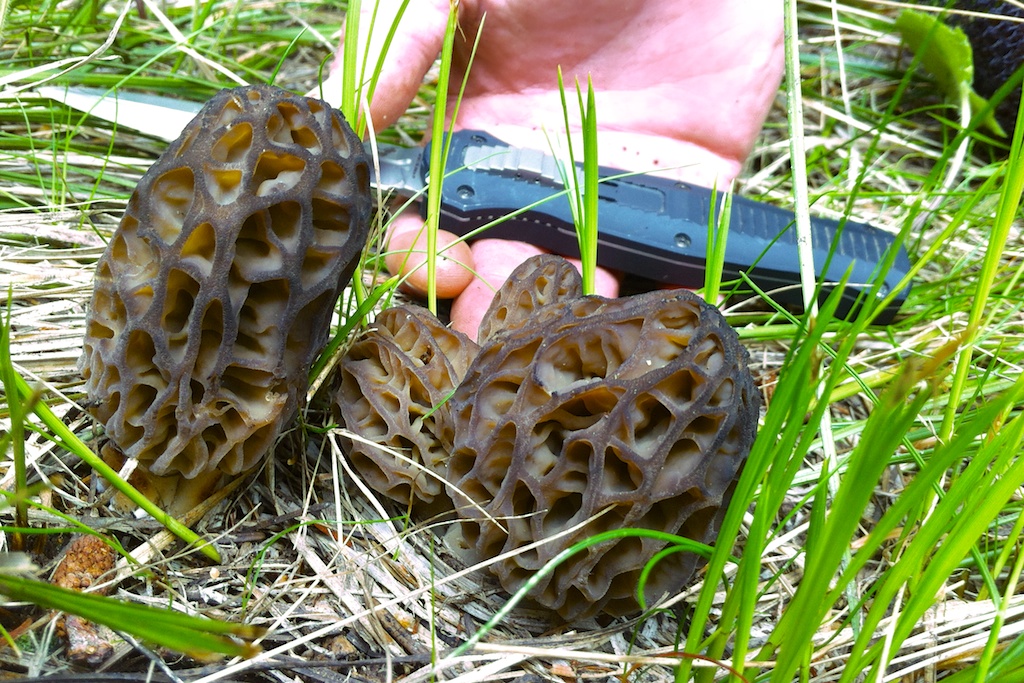 Fat of the Land Marvelous Morels