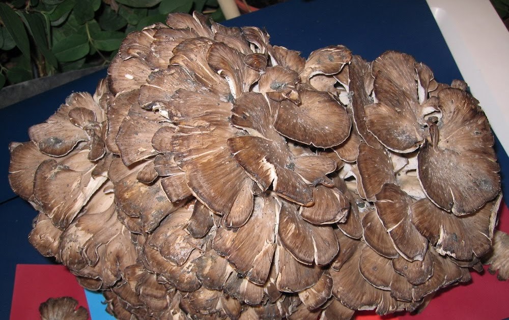 Mis Recetas Anticáncer Setas para luchar contra el cáncer (Maitake