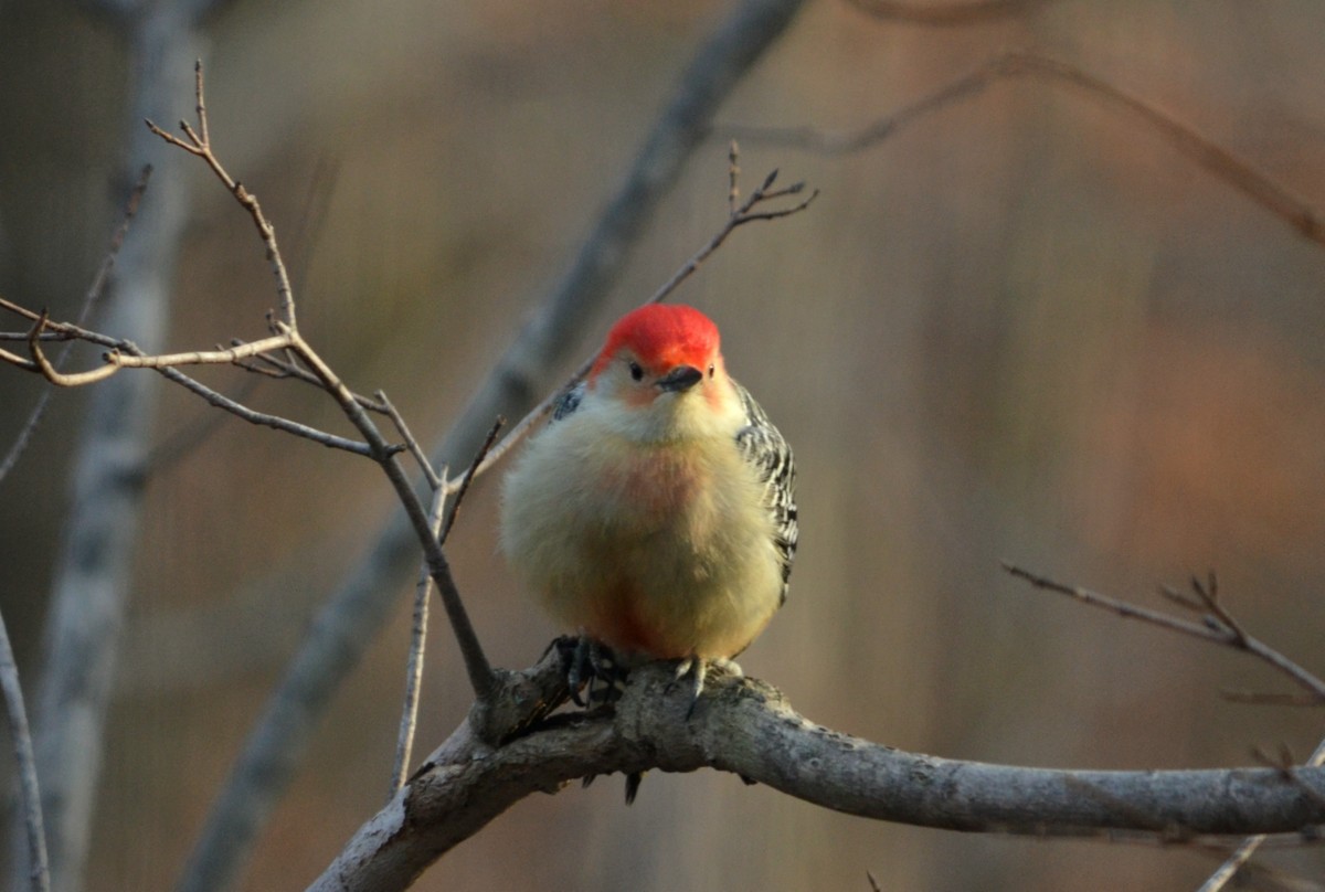 Woods Walks and Wildlife: Red-bellied Woodpecker