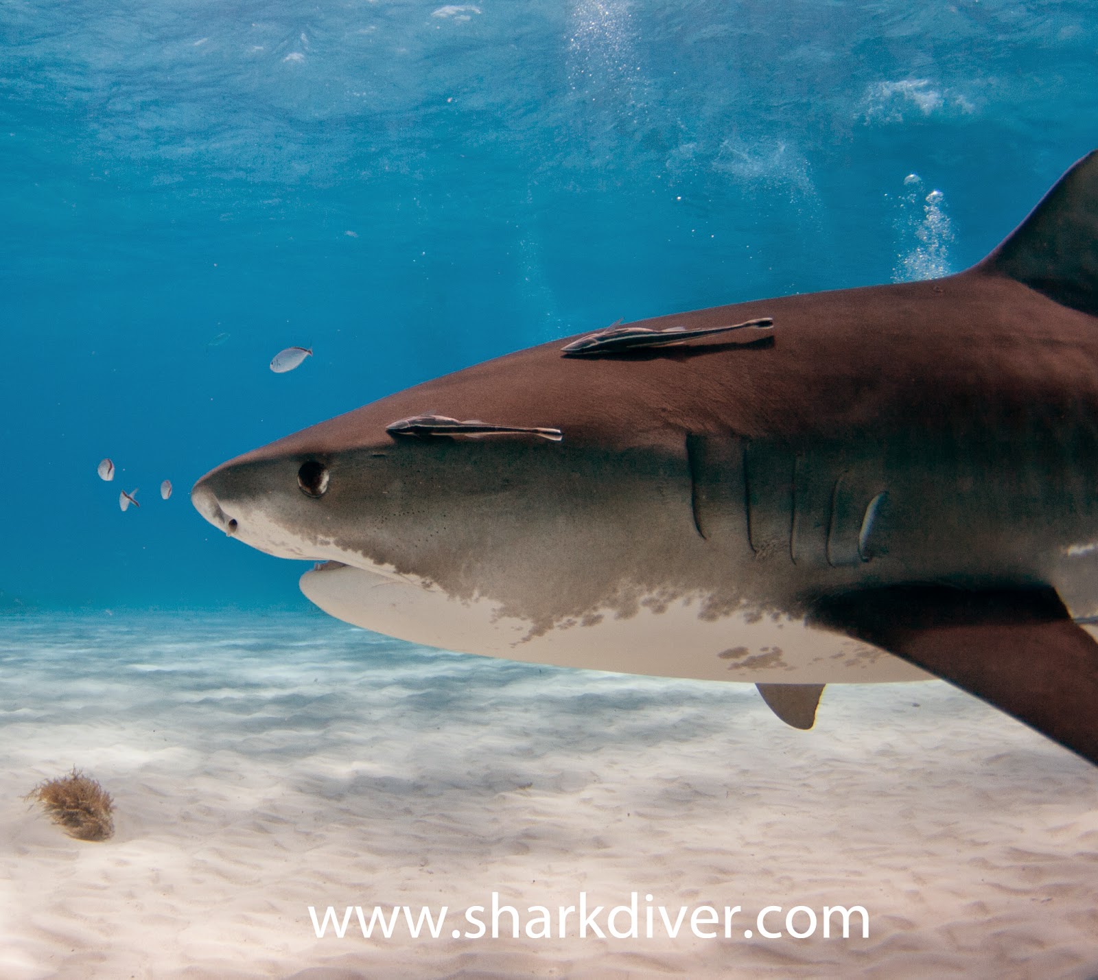 tiger shark vs. great white essay A comparison of tiger sharks and great white shark pages 2 words 1,148 view full essay more essays like this: sign up to view the complete essay. tiger shark vs. great white essay A comparison of tiger sharks and great white shark pages 2 words 1,148 view full essay more essays like this: sign up to view the complete essay.