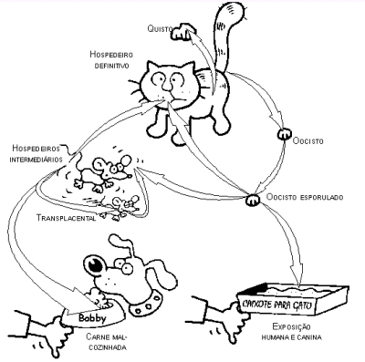 Exames para toxoplasmose