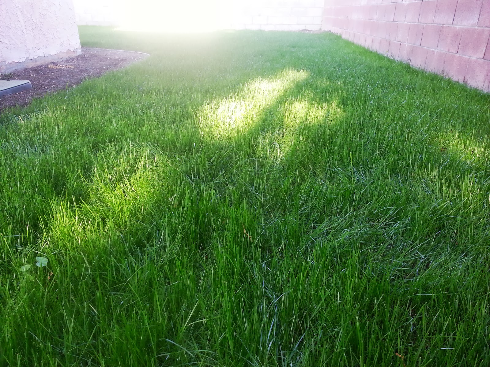 SOUTHERN CALIFORNIA PEARL'S PREMIUM GRASS SEED GONE GREEN!