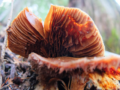 Nine Photos of of Mushrooms We Saw on the Pacific Crest Trail to Lake Valhalla 