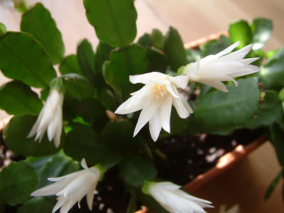 Plantas de interior - Hatiora xgraeseri