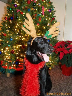 Funny Image Collection: Christmas Dog and Funny Christmas Dog Pics!