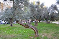 Los cuatro parques. Parque de Los Olivos. Leganes. Abuelohara