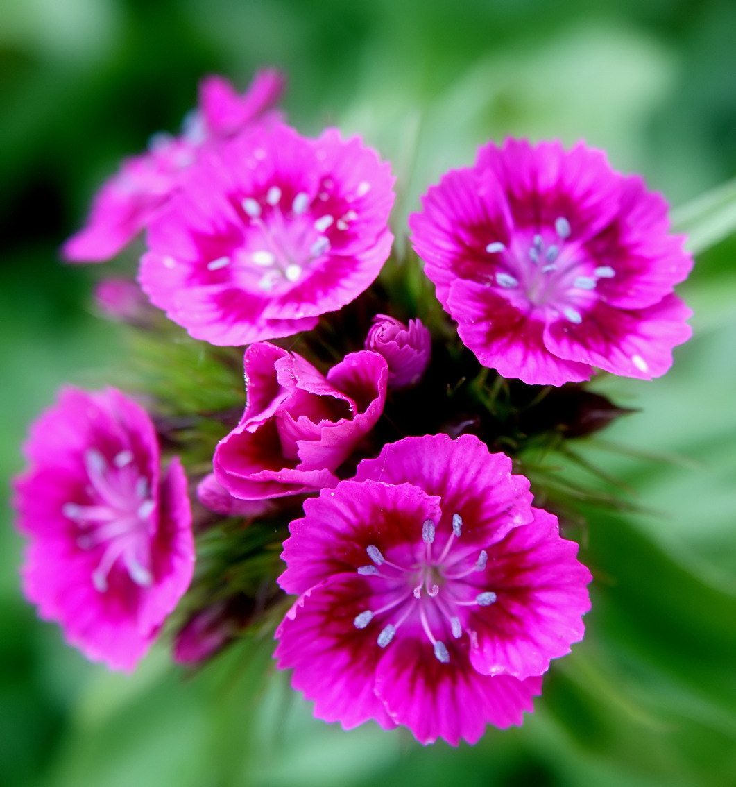 flowers for flower lovers. Flowers beauty desktop wallpapers.