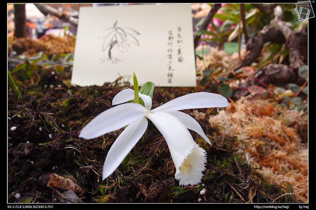 2013-03-23 梅峰農場 春之饗宴 台大森林實驗林_