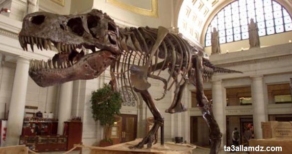 allosaurus allosaurus