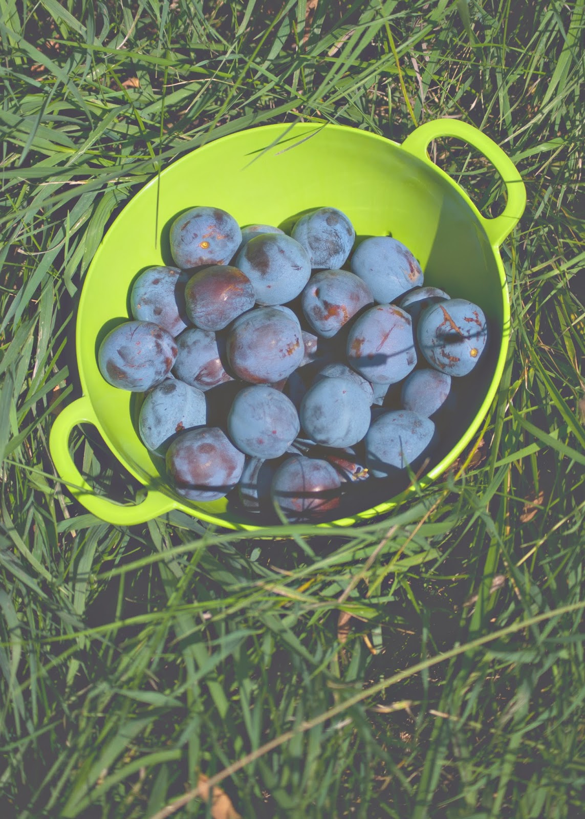 Plum Picking {lifestyle photography} Averie Lane Plum Picking
