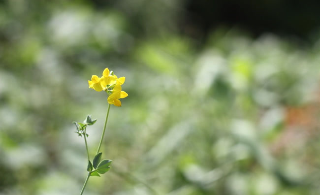 Birds-Foot Trefoil Flowers Birds-Foot Trefoil Flowers