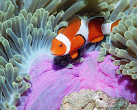 pictures photos fish & Beautiful Life Under the Sea wallpapers