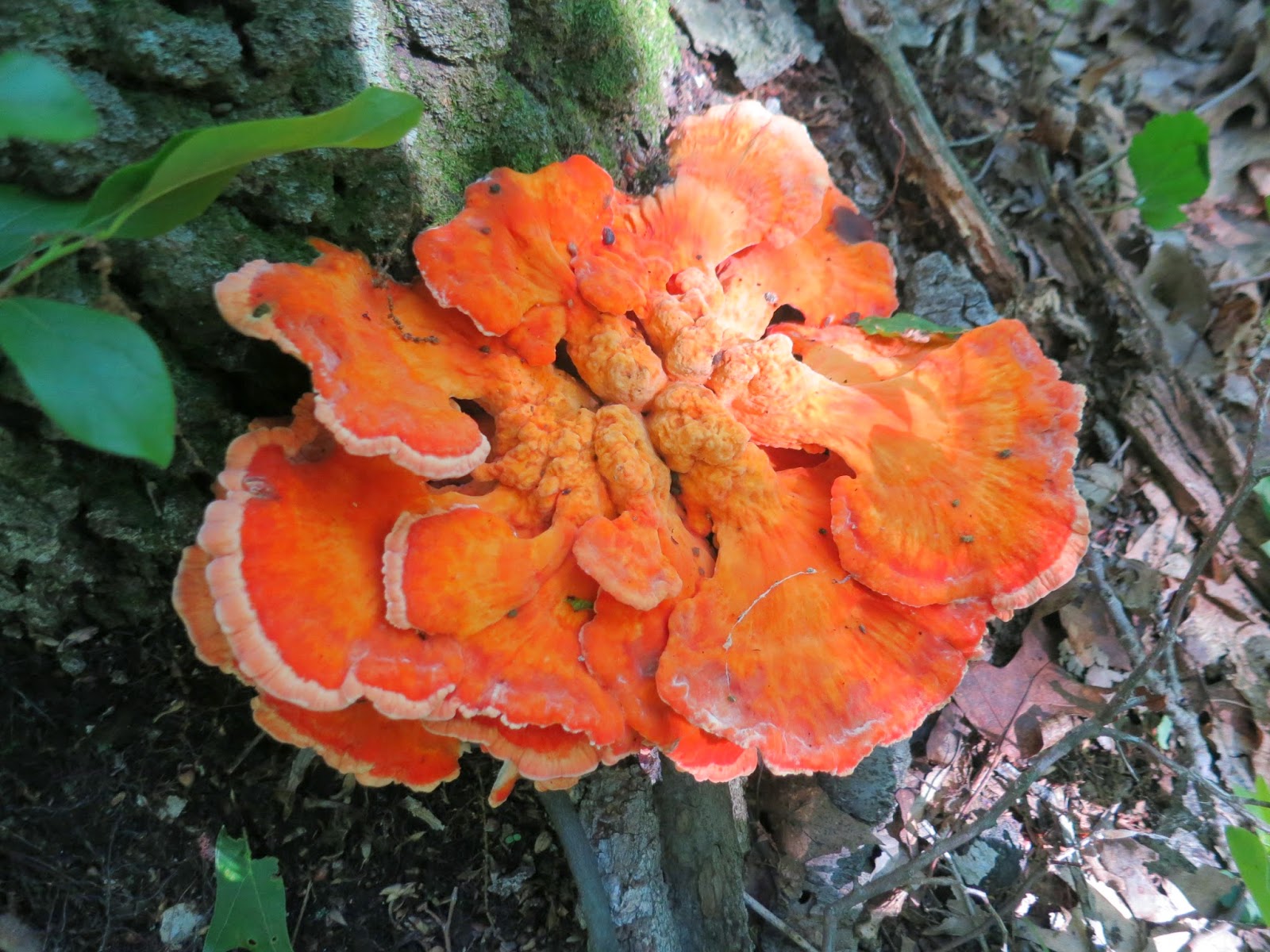 The Foraged Foodie Vegetarian Buffalo "Chicken" Mushroom