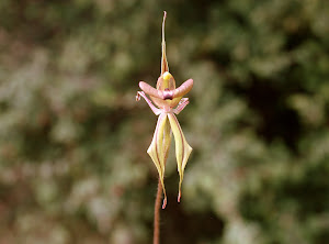 Unknown (by me yet...) orchid, Three Springs Western Australia