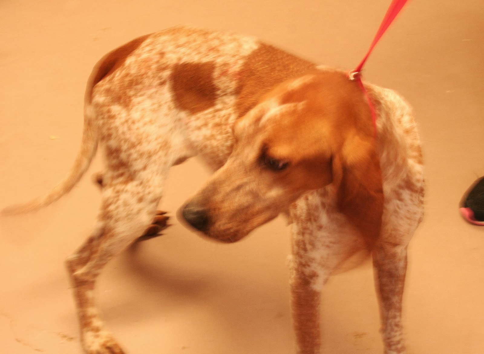 Bullock County Humane Society: Adoptable Female Dogs